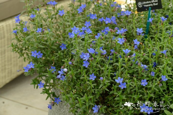 ‘天蓝’匍匐木紫草Lithodora diffusa ‘Heavenly Blue’