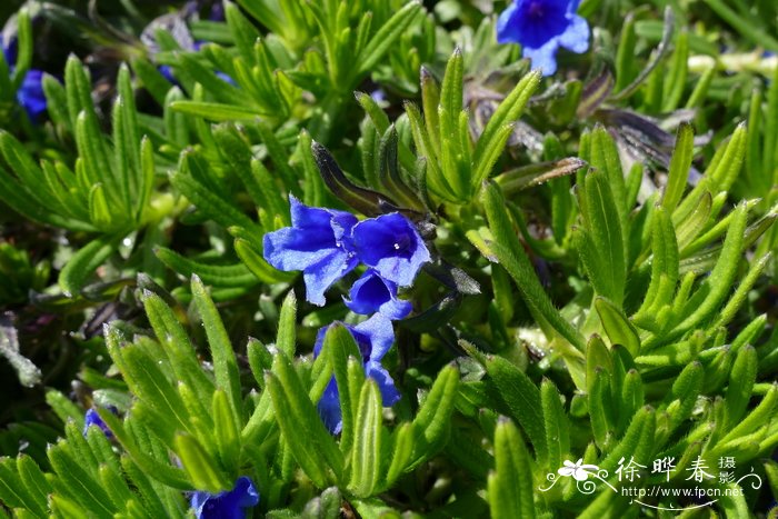 ‘颠峰’疏花木紫草Lithodora diffusa 'Picos'