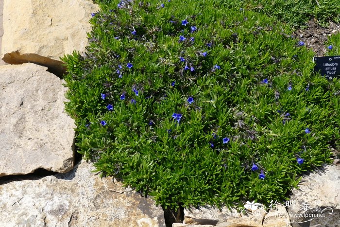 ‘颠峰’疏花木紫草Lithodora diffusa 'Picos'