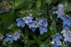 榄叶木紫草Lithodora oleifolia