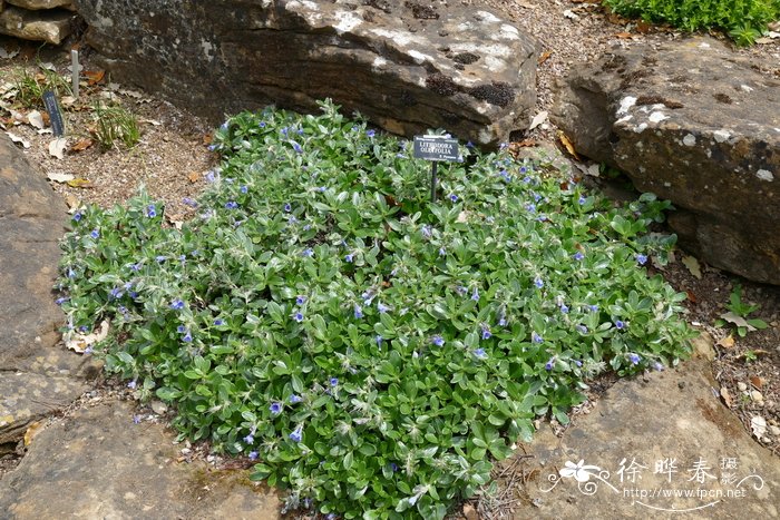 榄叶木紫草Lithodora oleifolia