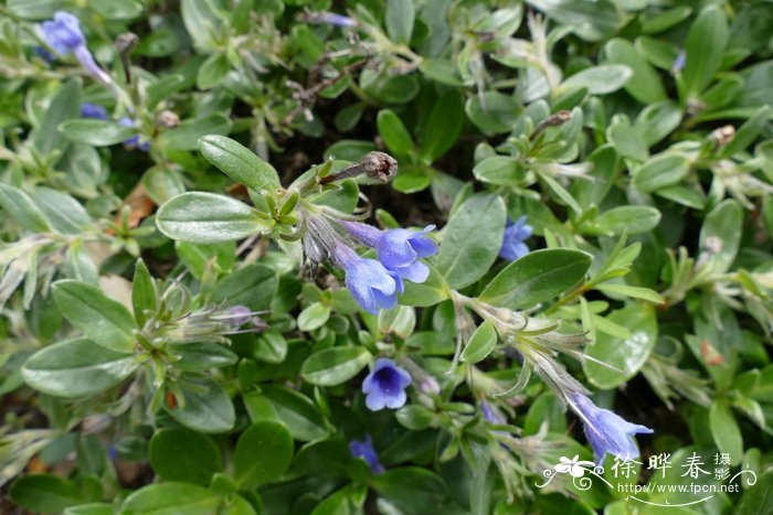 榄叶木紫草Lithodora oleifolia