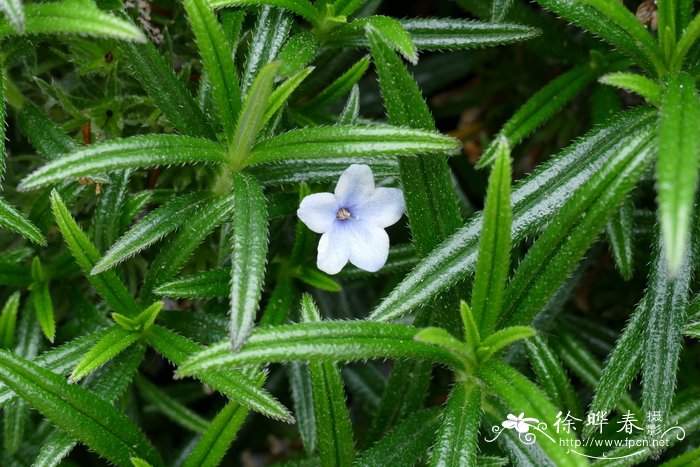 希腊木紫草Lithodora zahnii