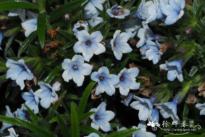 长叶木紫草Lithodora zahnii