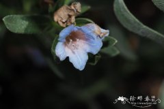 亚灌木睡裤木 Lobostemon fruticosus