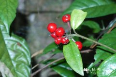 九管血Ardisia brevicaulis