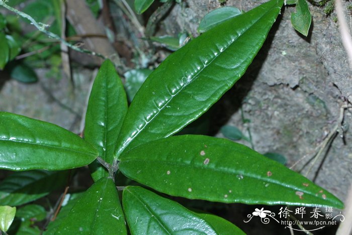 九管血Ardisia brevicaulis