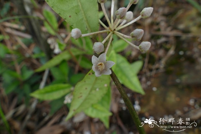 九管血Ardisia brevicaulis