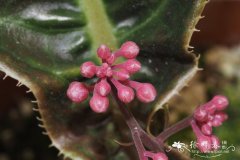粗茎紫金牛Ardisia dasyrhizomatica