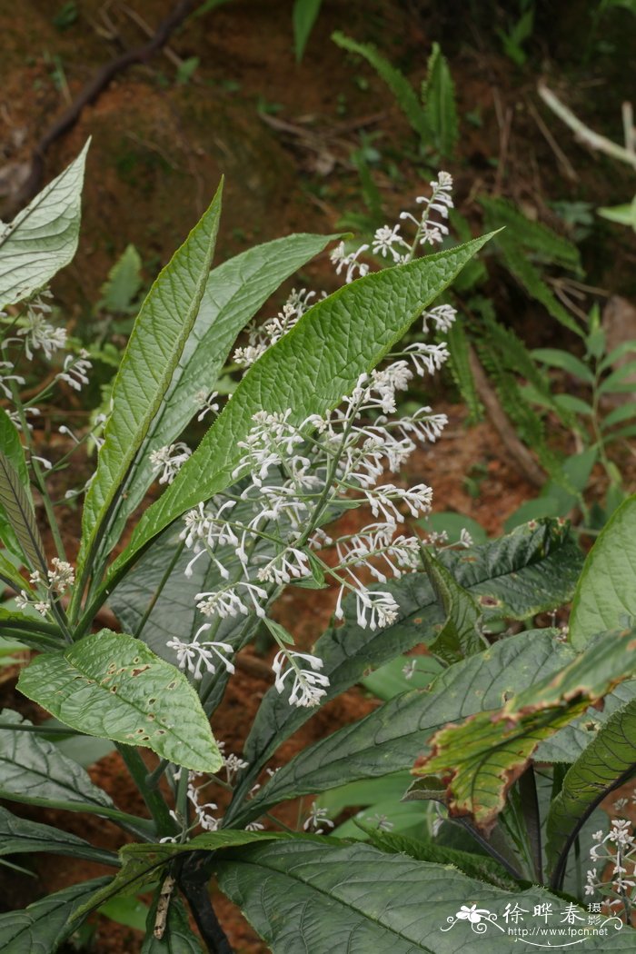 走马胎Ardisia gigantifolia