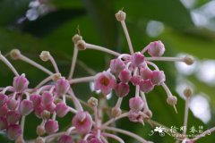 郎伞木,大罗伞Ardisia hanceana