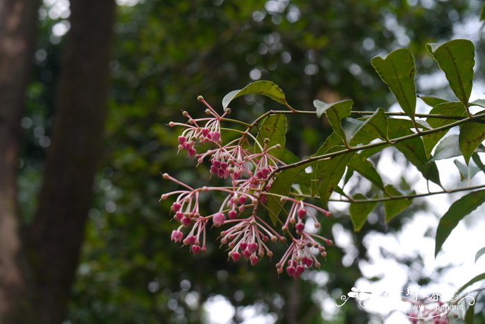 郎伞木,大罗伞Ardisia hanceana