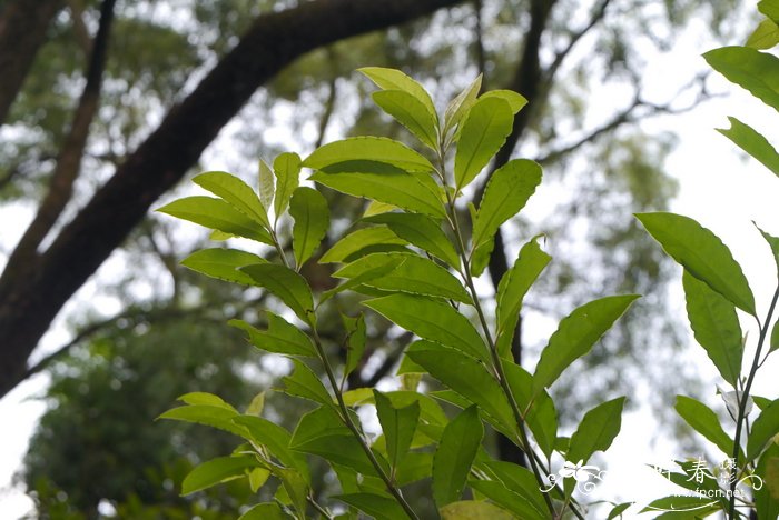 郎伞木,大罗伞Ardisia hanceana