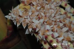 亚山槟榔Pinanga coronata