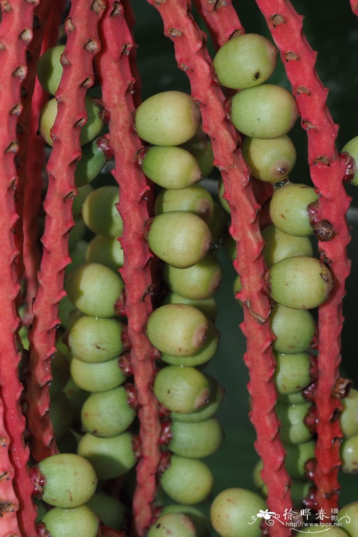 亚山槟榔Pinanga coronata
