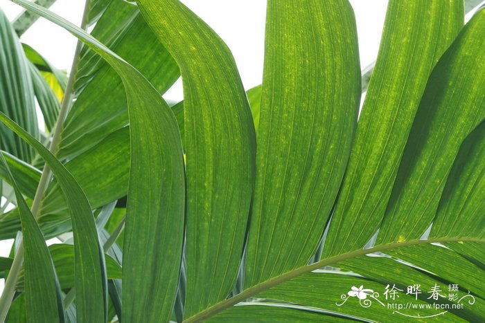 亚山槟榔Pinanga coronata