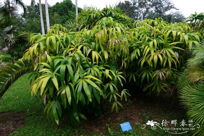 老挝棕竹Rhapis cochinchinensis
