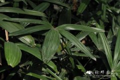 薄叶棕竹Rhapis subtilis