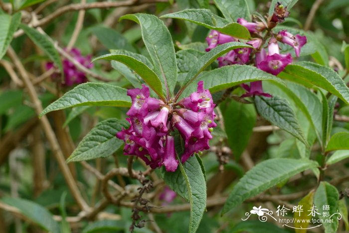 大花醉鱼草Buddleja colvilei