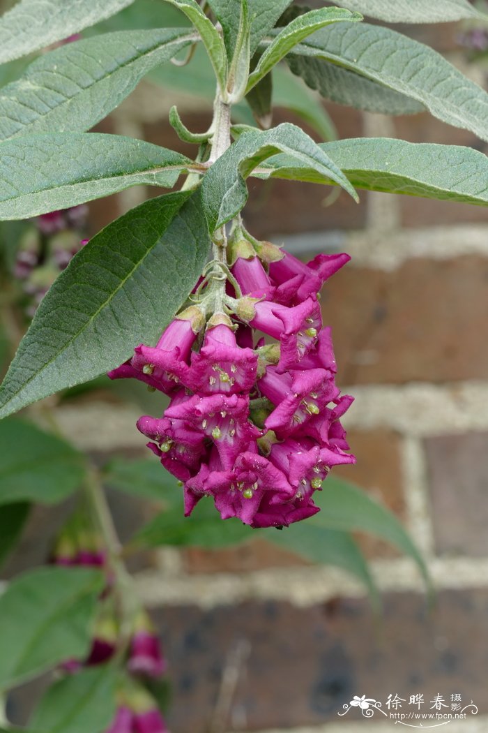 大花醉鱼草Buddleja colvilei