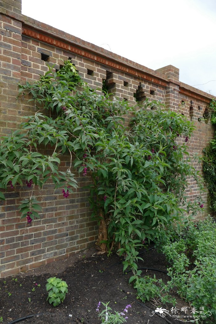 大花醉鱼草Buddleja colvilei