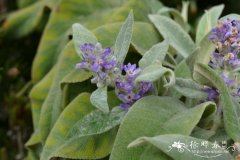 鼠尾草花醉鱼草Buddleja salviifolia