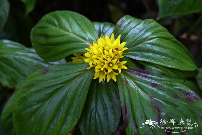 落地梅Lysimachia paridiformis