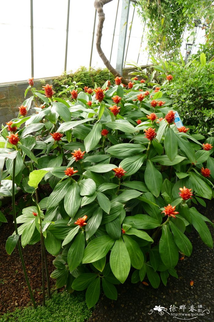 红花闭鞘姜Costus curvibracteatus