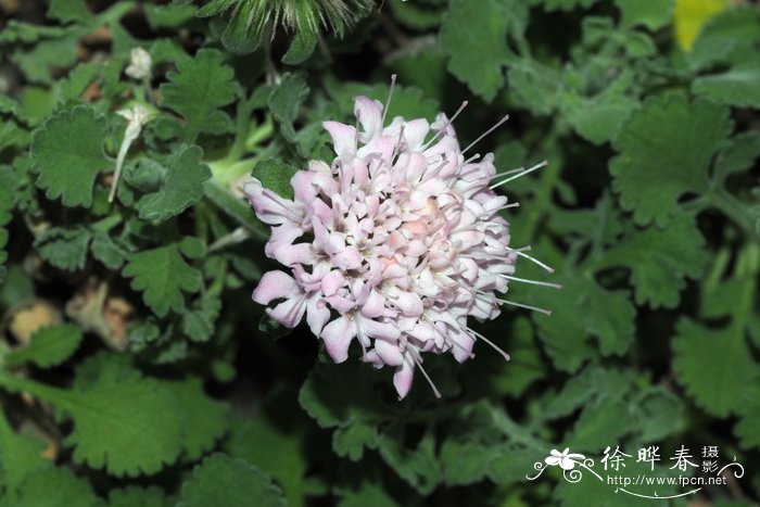 蓬首花pterocephalusperennis