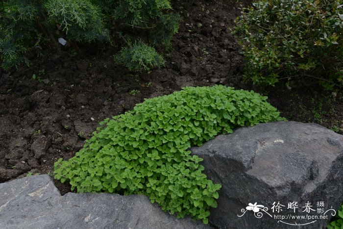 新风轮菜Clinopodium nepeta