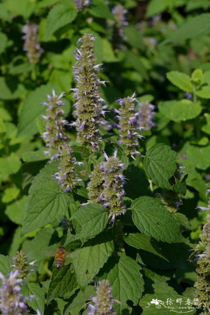 茴藿香Agastache foeniculum