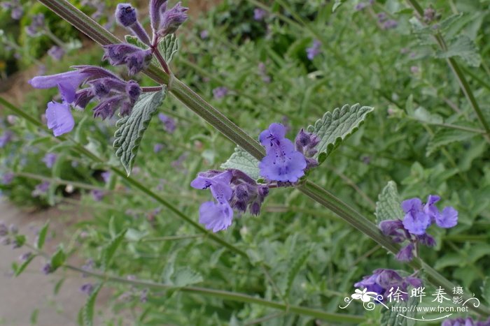 紫花荆芥Nepeta × faassenii