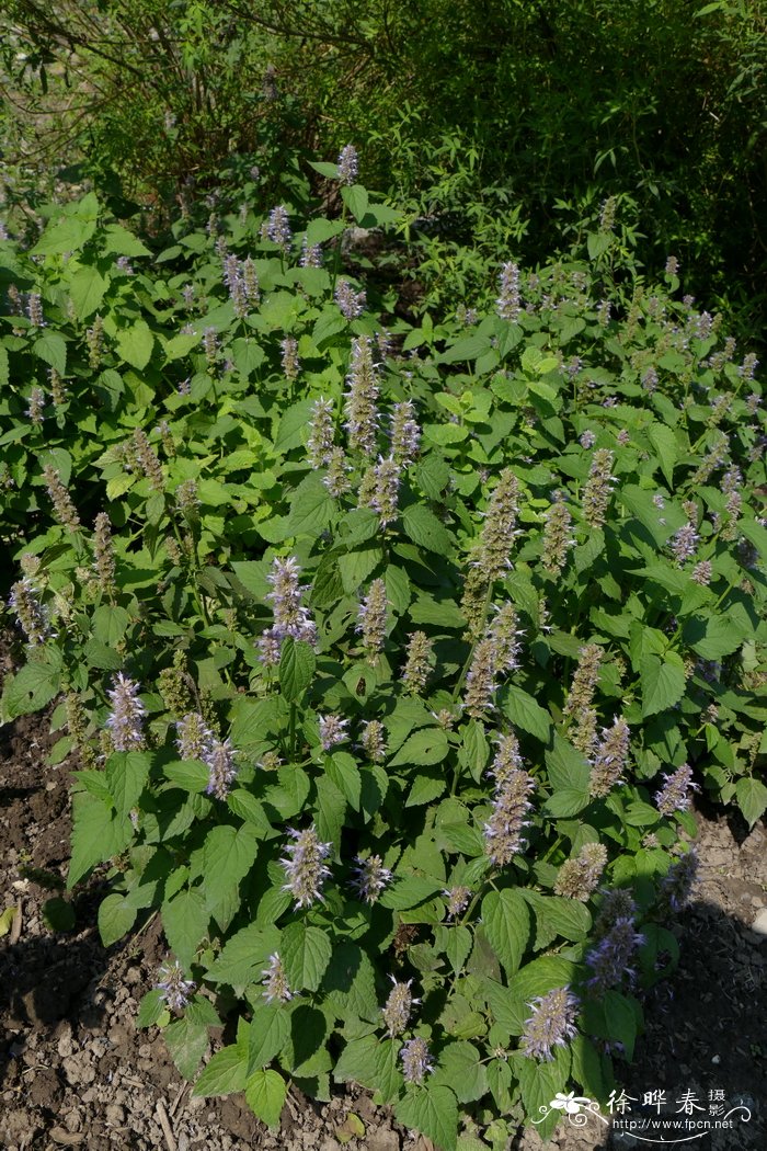 茴藿香Agastache foeniculum
