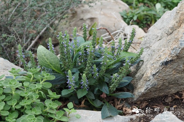 大籽筋骨草ajuga macrosperma