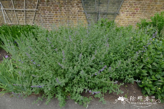 紫花荆芥Nepeta × faassenii