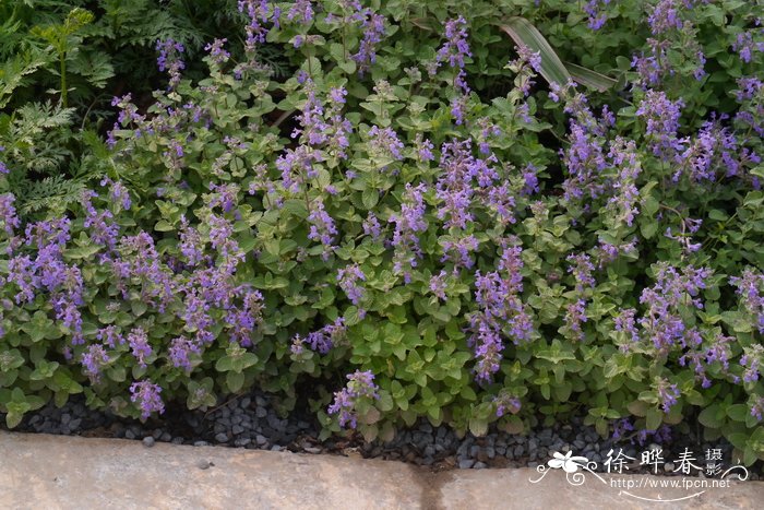 蓝色忧伤荆芥Nepeta 'Walker's Low'