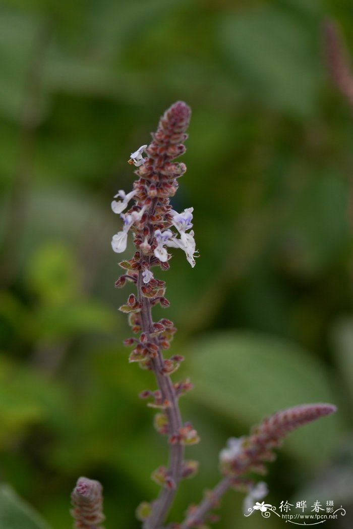 银叶香茶菜Plectranthus argentatus