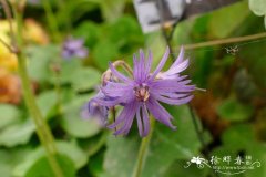 柔毛雪铃花Soldanella villos