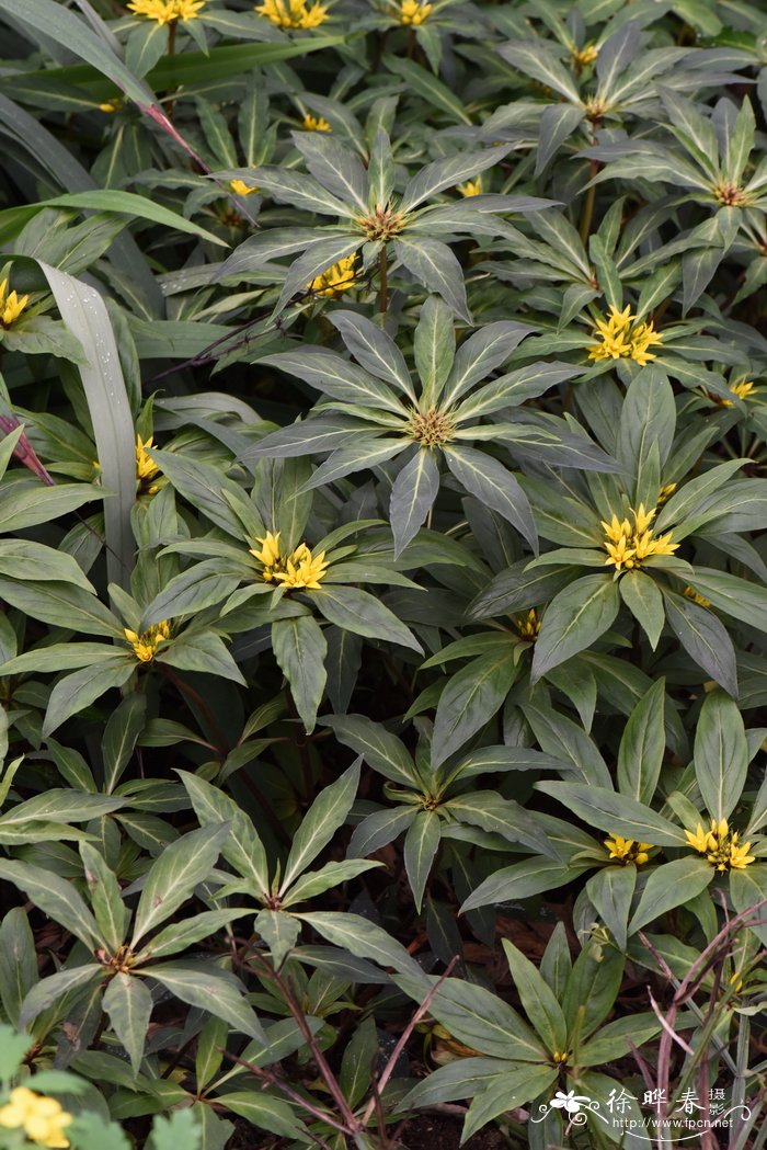 狭叶落地梅lysimachia paridiformis var. stenophylla