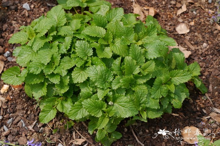 香蜂花Melissa officinalis
