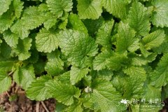 香蜂花Melissa officinalis