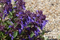 垂花青兰Dracocephalum nutans