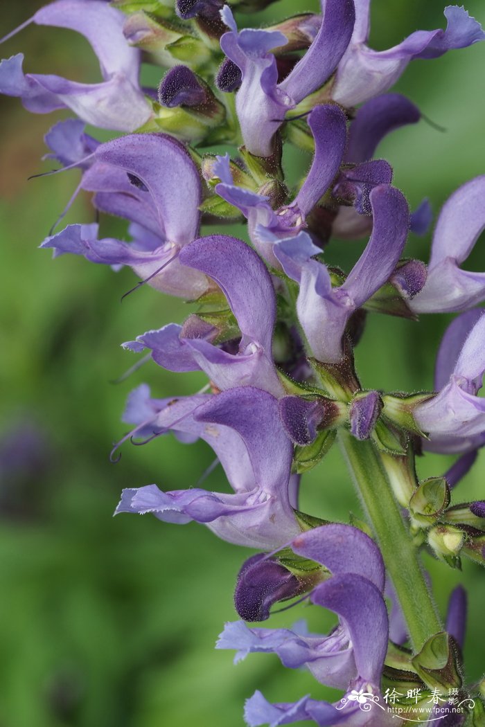 丹参Salvia miltiorrhiza