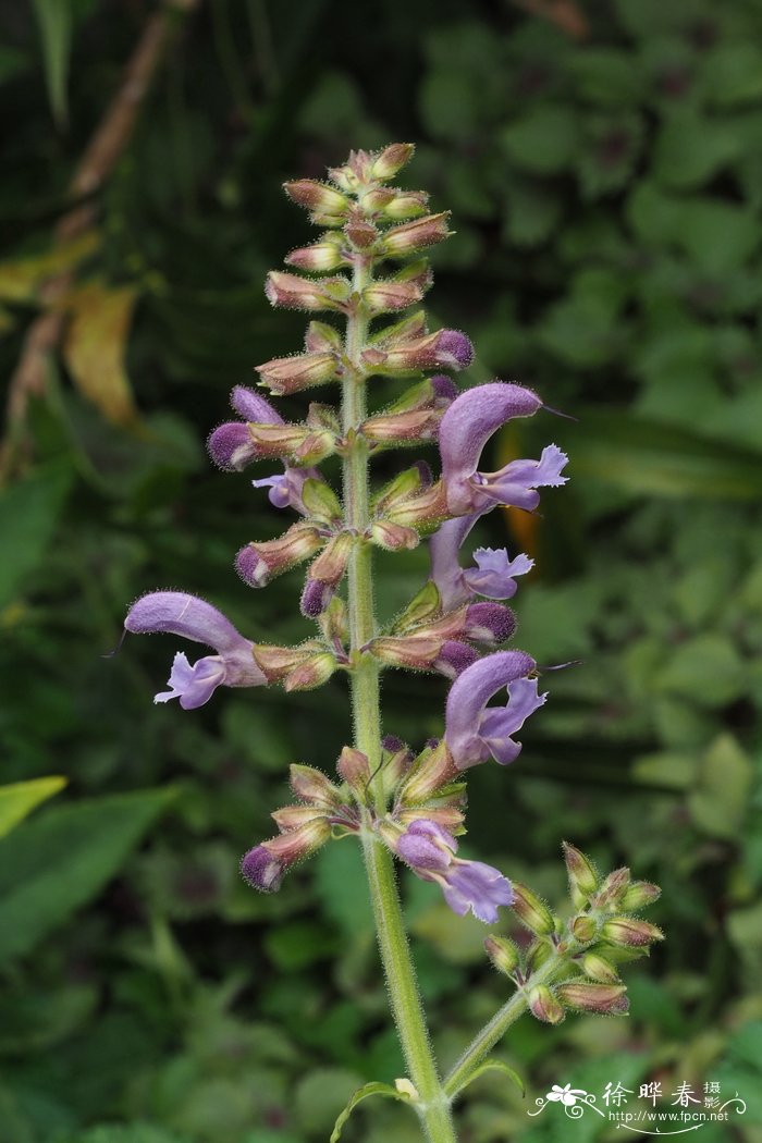 丹参Salvia miltiorrhiza