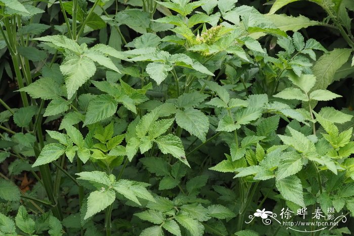 丹参Salvia miltiorrhiza