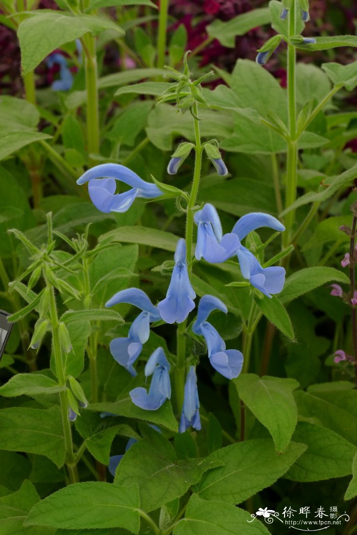 ‘剑桥蓝’龙胆鼠尾草Salvia patens ‘Cambridge Blue’