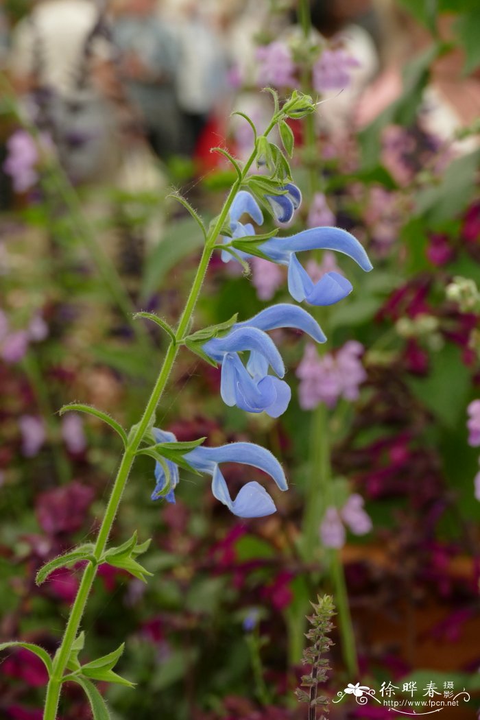 ‘剑桥蓝’龙胆鼠尾草Salvia patens ‘Cambridge Blue’