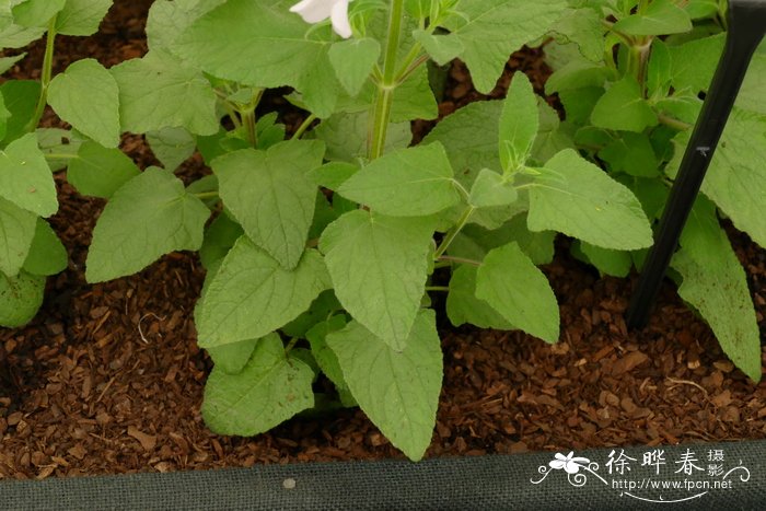 ‘冰粉’龙胆鼠尾草Salvia patens 'Pink Ice