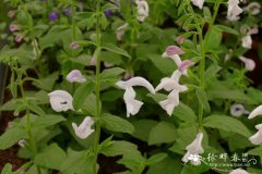 ‘冰粉’龙胆鼠尾草Salvia patens 'Pink Ice