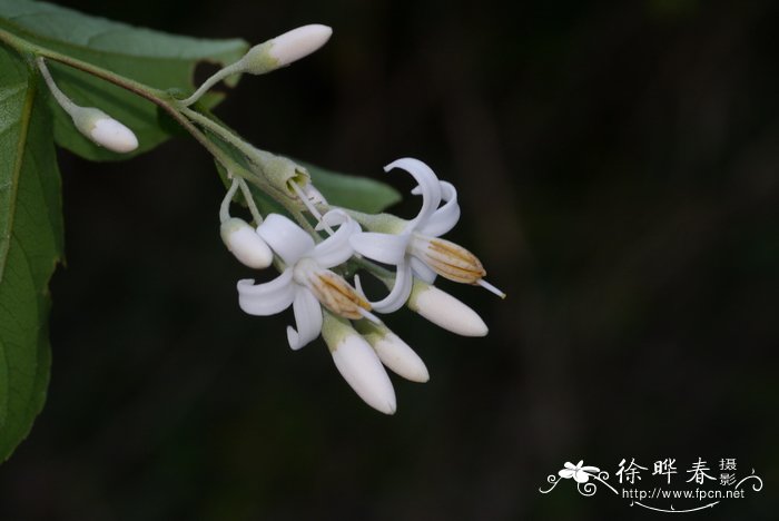 赛山梅Styrax confusus